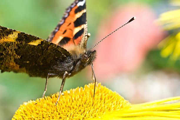 Inula hookerii and Small Tortoiseshell butterfly collecting nectar stock photo