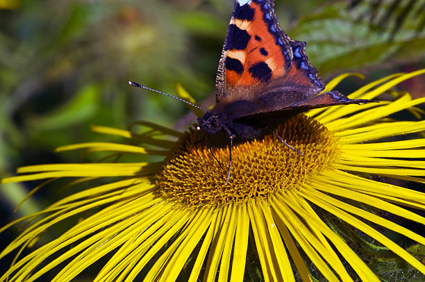 Inula hookerii and butterfly collecting nectar stock photo