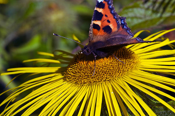 Inula hookerii e borboleta coletando néctar - foto de acervo