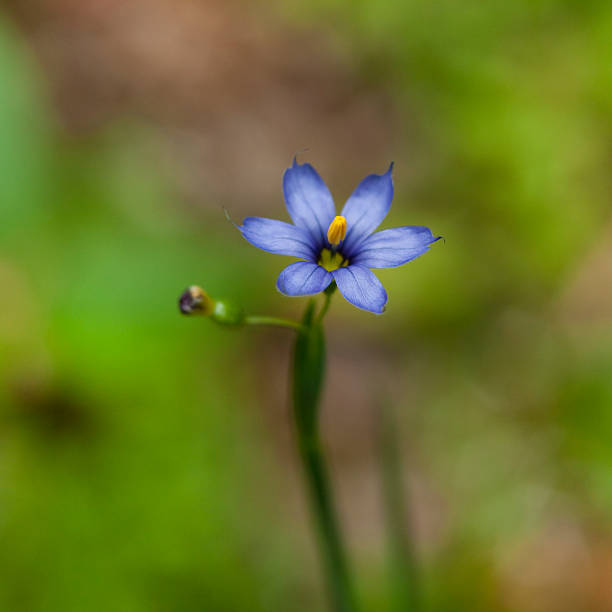 istock Pretty wildflower, Blue-eyed Grass 153547856