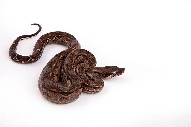 istock Baby Sonoran Desert Boa constrictor on white background 153547893