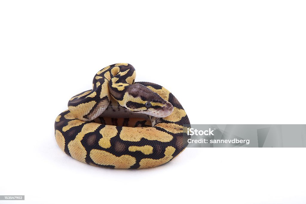 Baby Ball or Royal Python, Firefly morph, on white background Baby Ball or Royal Python, on white background. Firefly morph. Animal Stock Photo