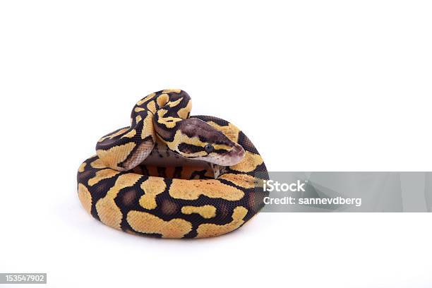 Baby Ball Or Royal Python Firefly Morph On White Background Stock Photo - Download Image Now