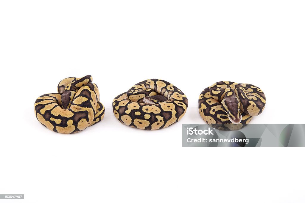 Três Mini Ball ou Royal Pythons, aventurando Firefly - Foto de stock de Animais caçando royalty-free