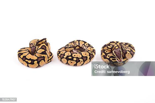 Foto de Três Mini Ball Ou Royal Pythons Aventurando Firefly e mais fotos de stock de Animais caçando