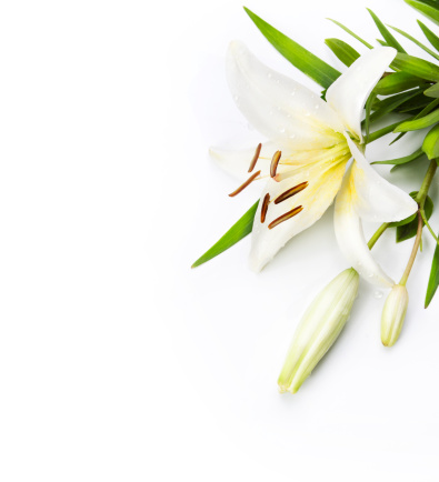 White lily flower isolated on a white background