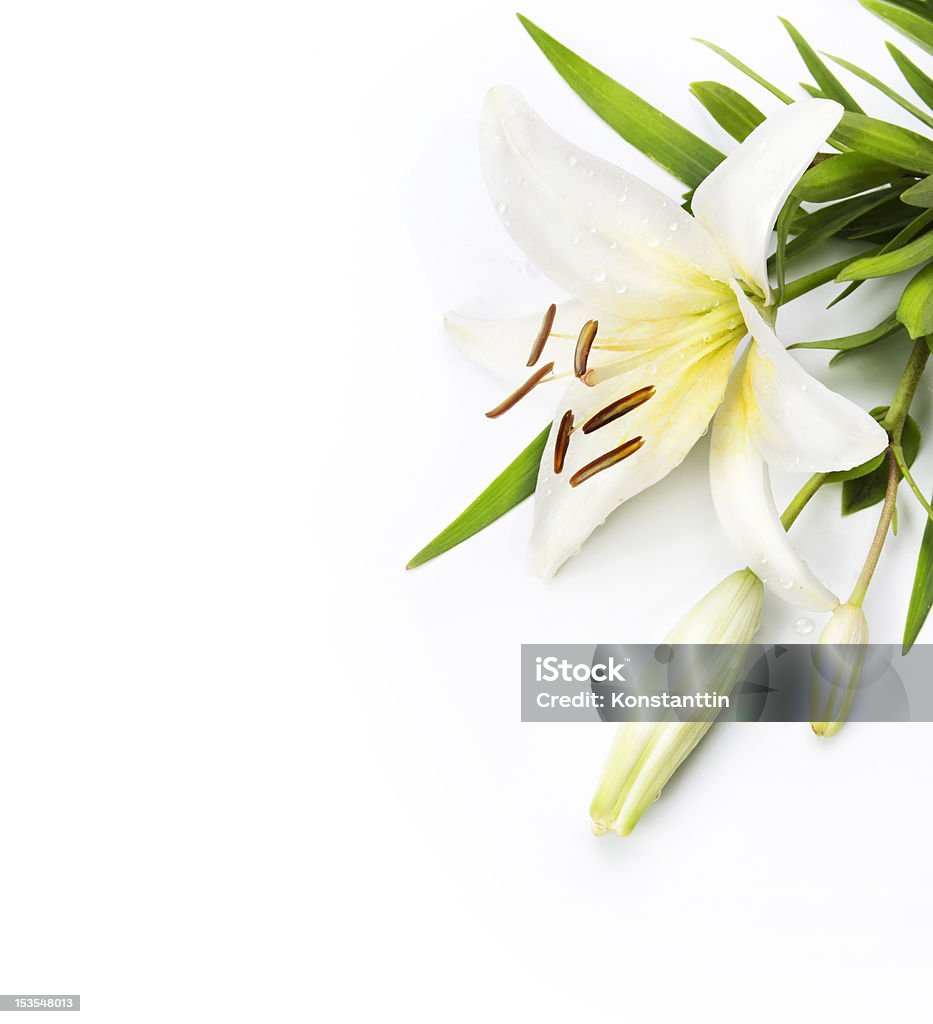 madonna lily isolated on a white background White lily flower isolated on a white background Easter Lily Stock Photo