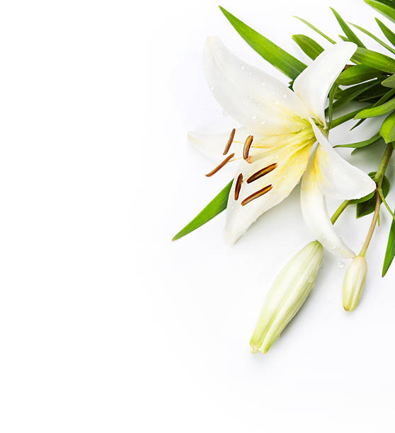 madonna lily isolated on a white background White lily flower isolated on a white background lily stock pictures, royalty-free photos & images