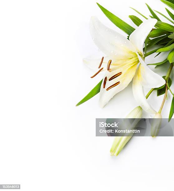 Madonna Lily Isolated On A White Background Stock Photo - Download Image Now - Easter Lily, White Color, White Background