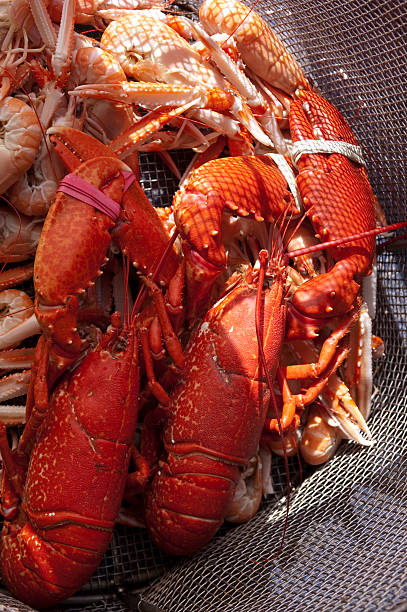 istock Lobster and prawns in dappled sunlight 153548038