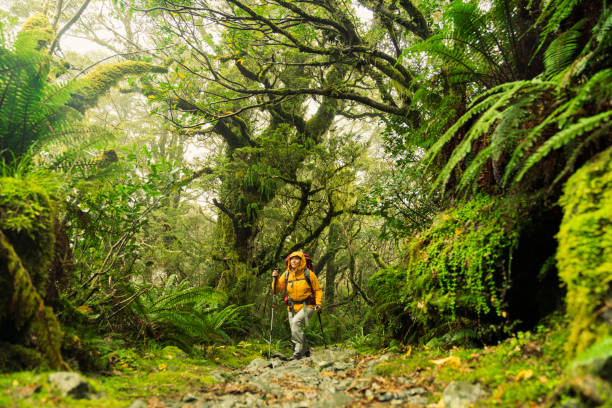 istock Woman hiker passing through lush forest. 1535480873