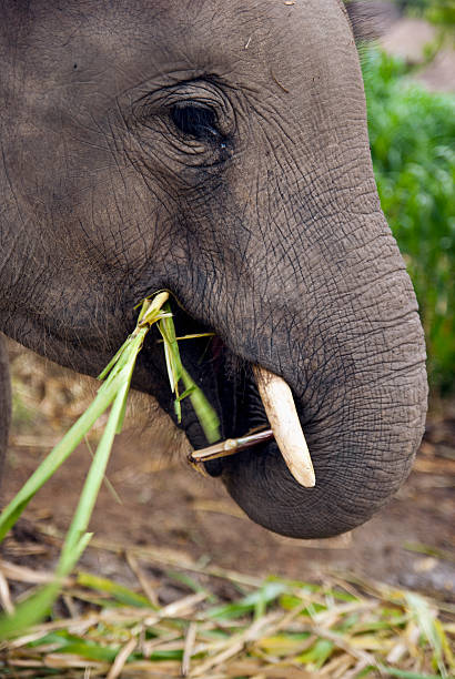 istock young male elephant trunk in mouth 153548165