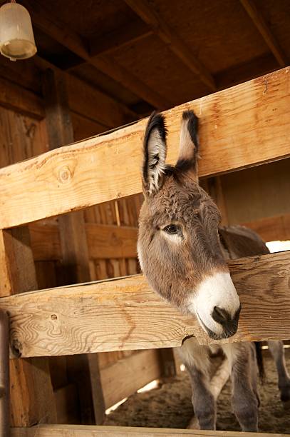 istock Gray Donkey in a wooden pen 153548400