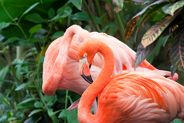 istock Two Caribbean Flamingos 153548447