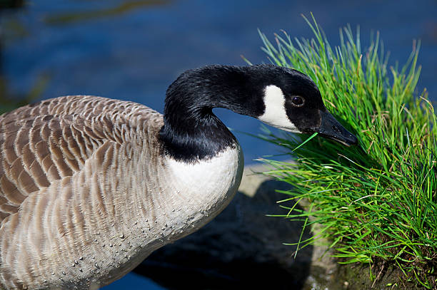 istock Canada Goose eating fresh green grass in spring 153548867