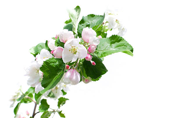 Blossoms on a branch of an apple tree in spring isolated on white