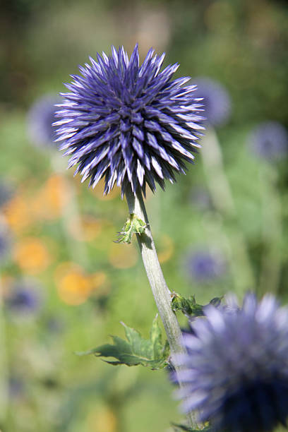 Detail of a flower stock photo