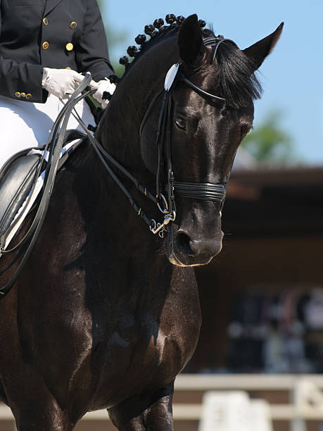 istock Dressage: portrait of black horse 153549082