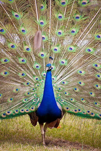 Fully fanned   peacock