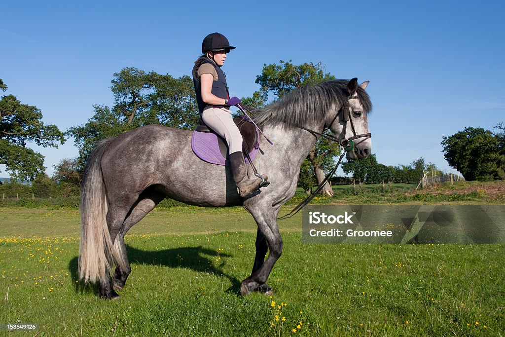 Beautiful dapple grey horse with pretty female rider. Beautiful dapple grey horse with pretty female rider showing off their paces in the english countryside. Child Stock Photo