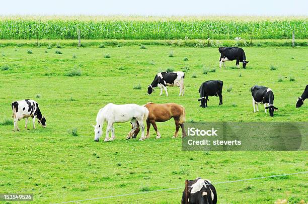 Cows With Horses Stock Photo - Download Image Now - Black Color, Cow, Horse