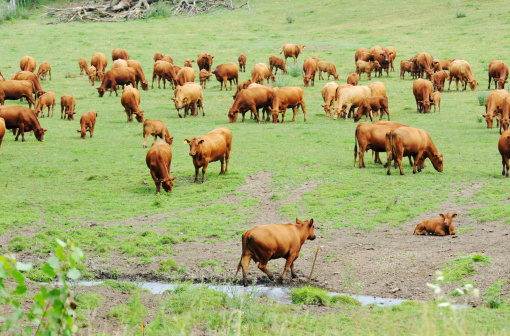 Pasture full of brown cows.