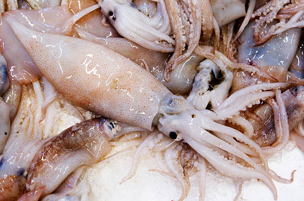 istock Fresh Squid or Calamari on Ice 153549620