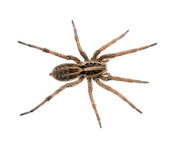 Big hairy ugly spider macro, isolated A very large Wolf spider, overheadview , symmetrical pose. arachnid photos stock pictures, royalty-free photos & images