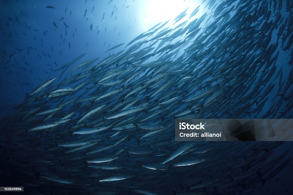 Banc de poissons - Photo de Au fond de l'océan libre de droits