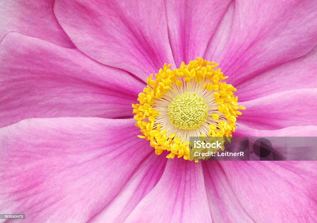 Anemone Macro Closeup of a beautiful pink anemone flower Anemone Flower Stock Photo