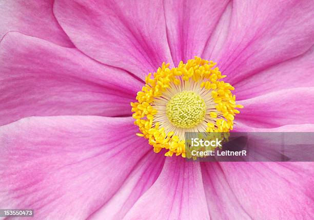 Anemone Macro Stock Photo - Download Image Now - Anemone Flower, Beauty In Nature, Botany