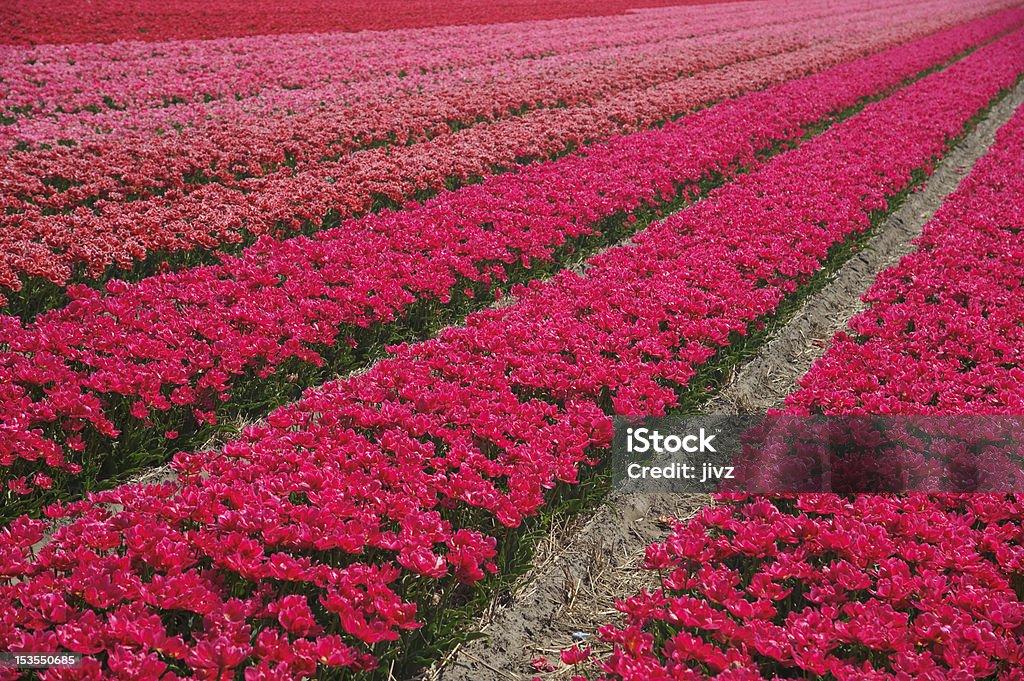 Rangées de fleurs rouges - Photo de Agriculture libre de droits