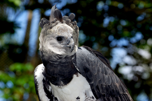 Harpy Eagle (Harpia harpyia), Captive animal, Panama Central America