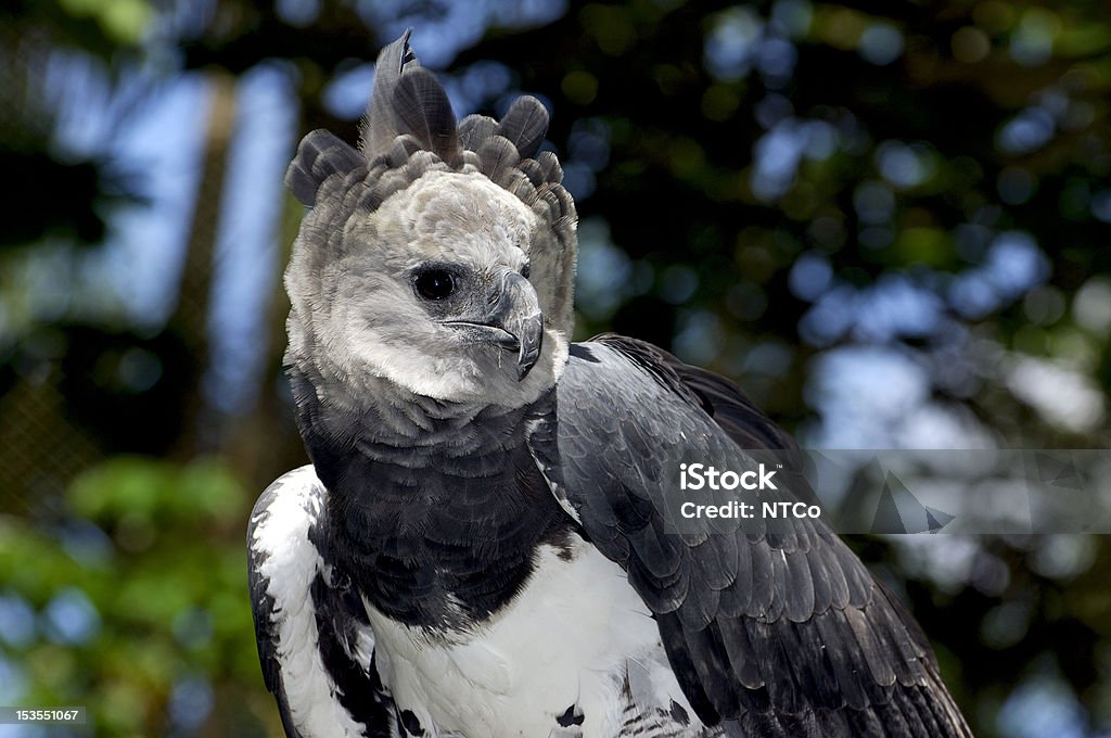 Eagle Harpy Eagle (Harpia harpyia), Captive animal, Panama Central America Harpy Eagle Stock Photo