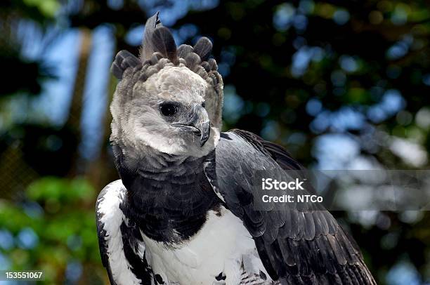 Eagle Stock Photo - Download Image Now - Harpy Eagle, Eagle - Bird, Central America