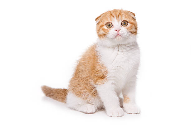 Scottish Fold kitten on white background stock photo