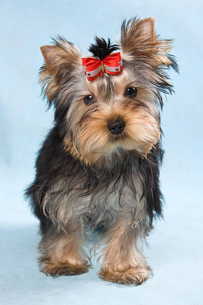 istock Yorkshire terrier puppy on blue 153551087