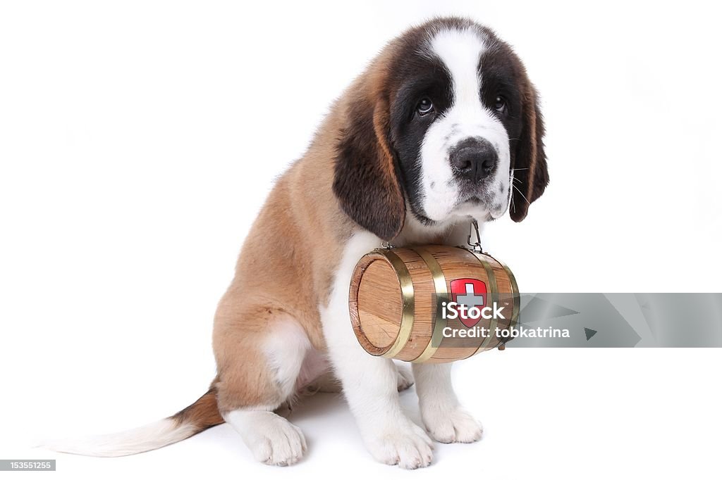 Saint Bernard puppy with a rescue barrel around the Webegone Saint Bernard puppy with a rescue barrel around the neck Saint Bernard Stock Photo