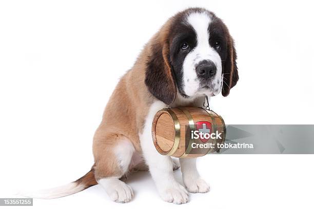 Saint Bernard Puppy With A Rescue Barrel Around The Stock Photo - Download Image Now