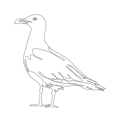 Continuous line drawing with editable stroke of seagull. This vector illustration has an editable stroke for easy editing.