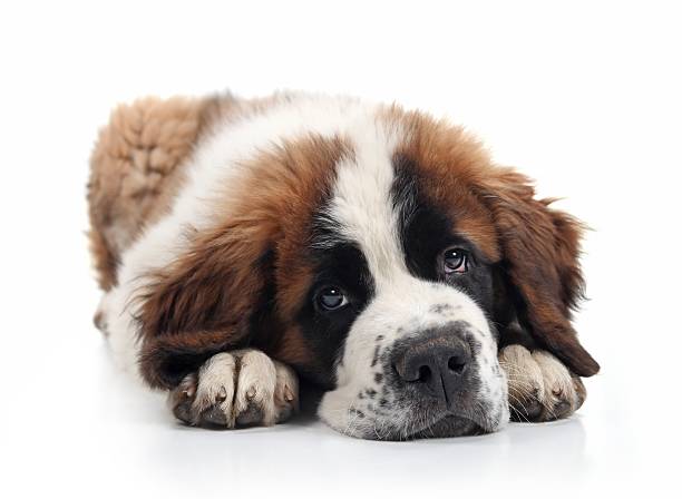 Cute Saint Bernard Puppy stock photo