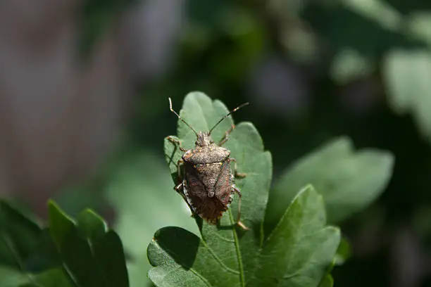 A brown marmorated stink bug rests on the leaf of a Rose of Sharon bush. This insect in the Pentatomidae family will lay its eggs on the under side of leaves. It is becoming a huge nuisance in states along the eastern side of the United States, from Maine to South Carolina. It will become quite unpopular in the warm days of fall when it's attracted to homes looking for a place to spend the winter.