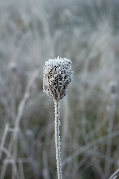 istock Flower in winter with ice crystals 153551548
