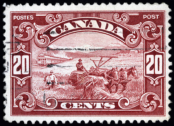Harvesting wheat with horses