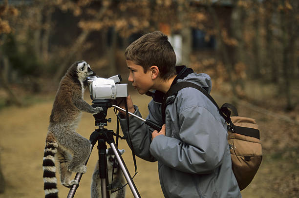 encounter with a lemur stock photo