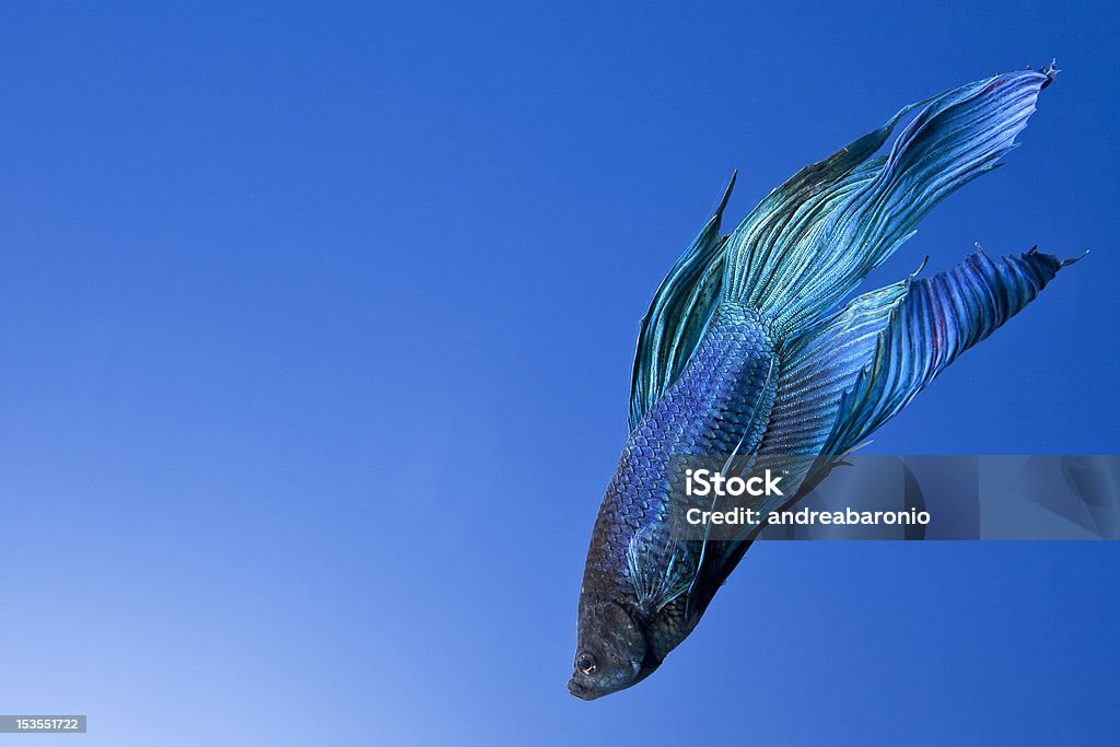 Pesce combattente - Foto stock royalty-free di Acqua