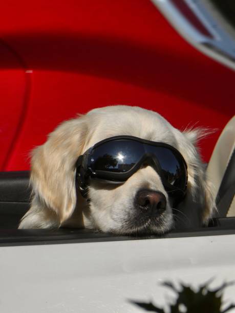 istock Cool dog with sunglasses 1535518850