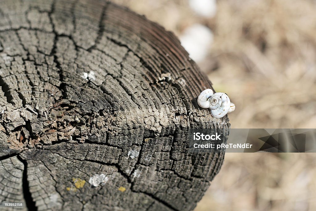 Stumps Shell Tree Stump With Small White Snail Shells Stock Photo - Download Image ...