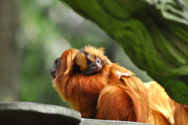Young Tamarin (Leontopithecus rosalia) monkey on mothers back