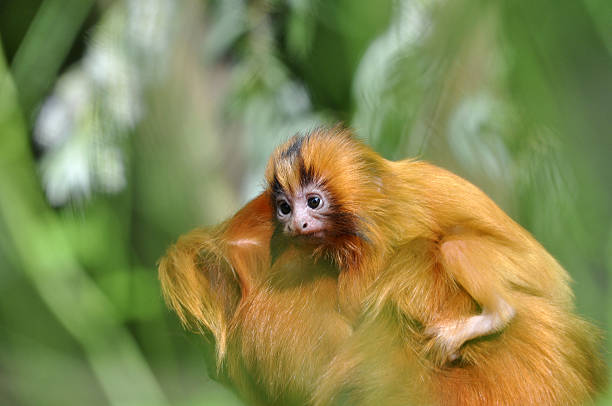 ゴールド manas national park - タマリン ス�トックフォトと画像